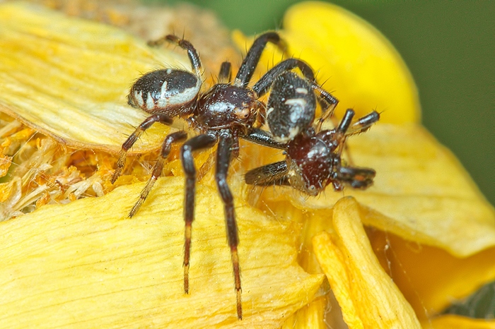 Cannibalism - Synema globosum